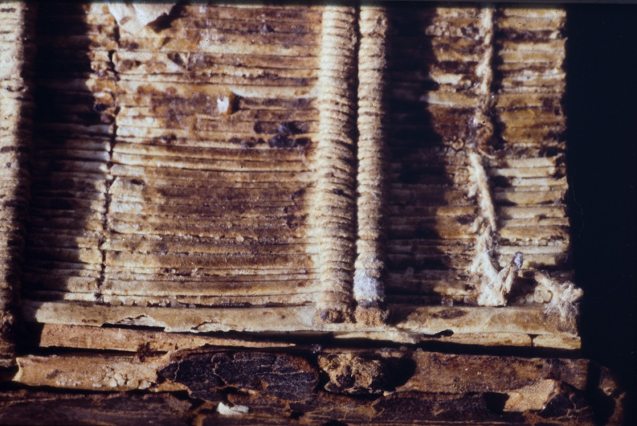 Cividale del Friuli, Museo archeologico nazionale. Archivi e Biblioteca, XCIV
icpal_03813
Keywords: MAN Cividale del Friuli,ex 23.4/1978,23/1978