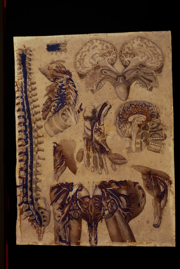 Mascagni, Tavola anatomica, 18.-19. sec. Catania, Università. Museo di Biologia e Anatomia Umana “Lorenzo Bianchi”
icpal_04936
Keywords: 1056/1984, Catania M Biologia-Anatomia Mascagni - Tavola anatomica, Catania M Biologia-Anatomia