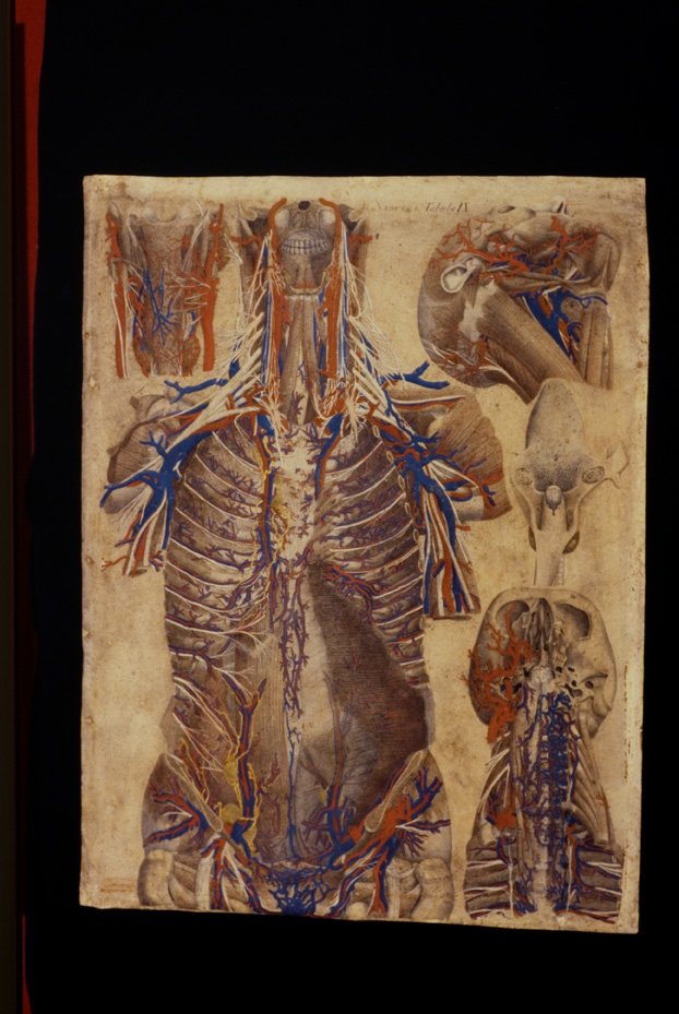 Mascagni, Tavola anatomica, 18.-19. sec. Catania, Università. Museo di Biologia e Anatomia Umana “Lorenzo Bianchi”
icpal_04937
Keywords: 1056/1984, Catania M Biologia-Anatomia Mascagni - Tavola anatomica, Catania M Biologia-Anatomia