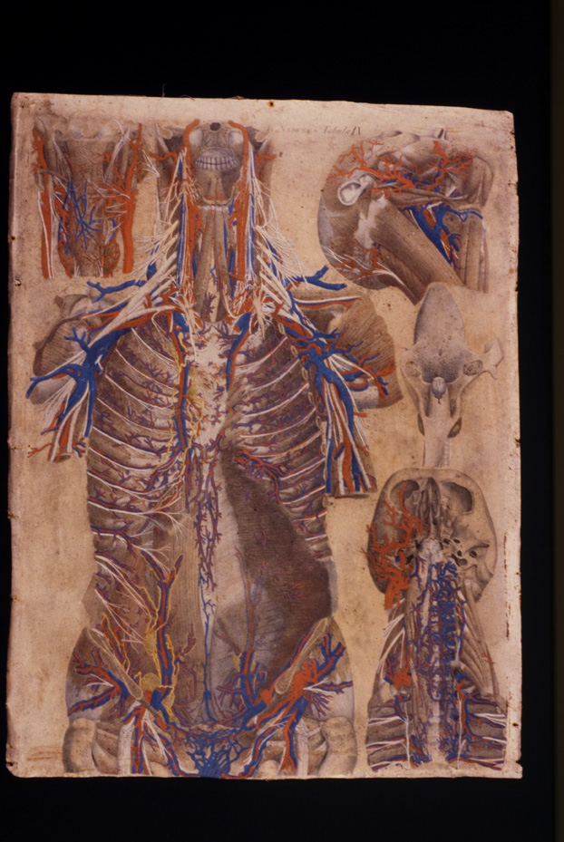 Mascagni, Tavola anatomica, 18.-19. sec. Catania, Università. Museo di Biologia e Anatomia Umana “Lorenzo Bianchi”
icpal_04938
Keywords: 1056/1984, Catania M Biologia-Anatomia Mascagni - Tavola anatomica, Catania M Biologia-Anatomia