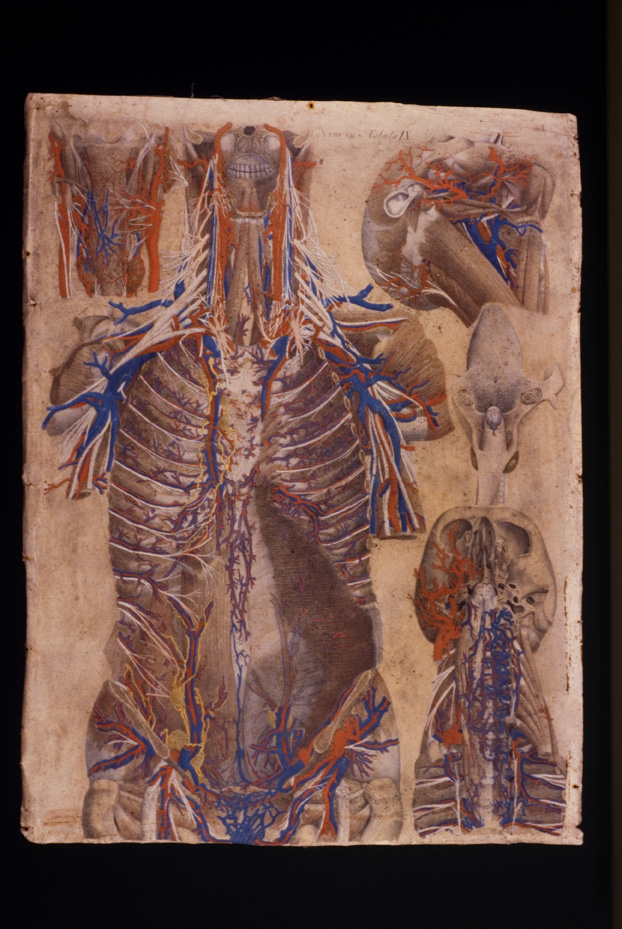 Mascagni, Tavola anatomica, 18.-19. sec. Catania, Università. Museo di Biologia e Anatomia Umana “Lorenzo Bianchi”
icpal_04939
Keywords: 1056/1984, Catania M Biologia-Anatomia Mascagni - Tavola anatomica, Catania M Biologia-Anatomia