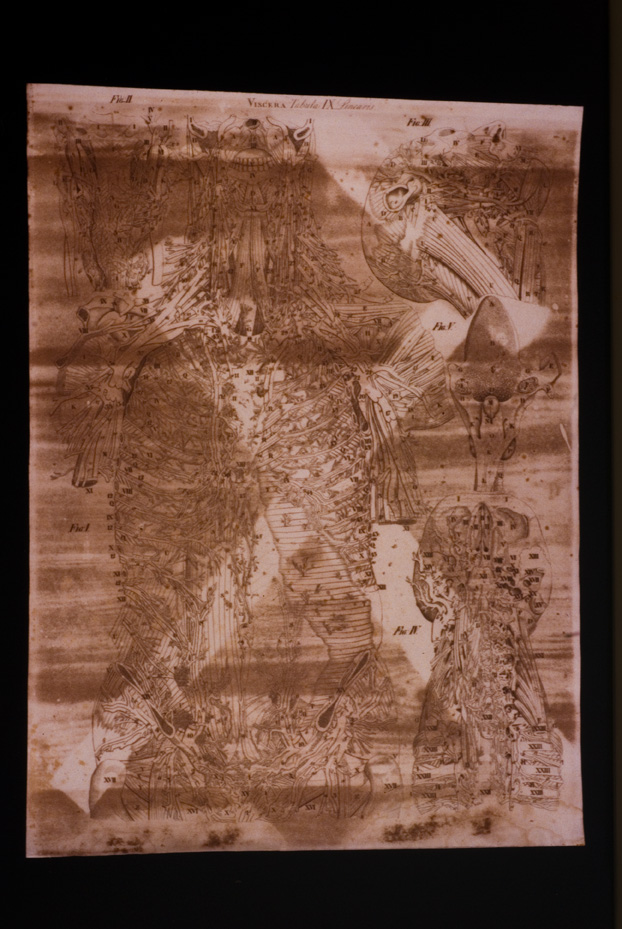 Mascagni, Tavola anatomica, 18.-19. sec. Catania, Università. Museo di Biologia e Anatomia Umana “Lorenzo Bianchi”
icpal_04942
Keywords: 1056/1984, Catania M Biologia-Anatomia Mascagni - Tavola anatomica, Catania M Biologia-Anatomia