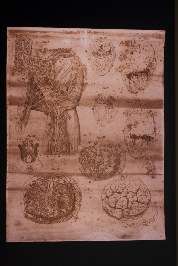 Mascagni, Tavola anatomica, 18.-19. sec. Catania, Università. Museo di Biologia e Anatomia Umana “Lorenzo Bianchi”
icpal_04944
Keywords: 1056/1984, Catania M Biologia-Anatomia Mascagni - Tavola anatomica, Catania M Biologia-Anatomia