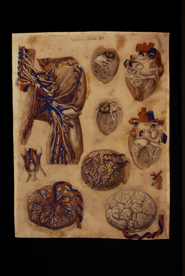 Mascagni, Tavola anatomica, 18.-19. sec. Catania, Università. Museo di Biologia e Anatomia Umana “Lorenzo Bianchi”
icpal_04945
Keywords: 1056/1984, Catania M Biologia-Anatomia Mascagni - Tavola anatomica, Catania M Biologia-Anatomia