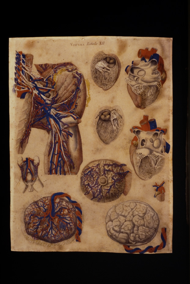 Mascagni, Tavola anatomica, 18.-19. sec. Catania, Università. Museo di Biologia e Anatomia Umana “Lorenzo Bianchi”
icpal_04946
Keywords: 1056/1984, Catania M Biologia-Anatomia Mascagni - Tavola anatomica, Catania M Biologia-Anatomia