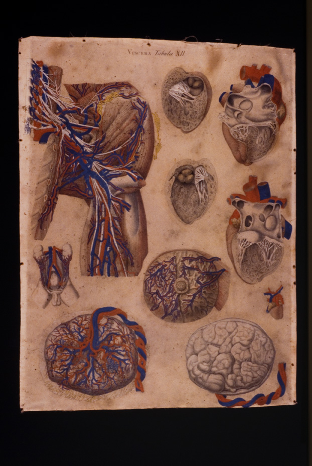 Mascagni, Tavola anatomica, 18.-19. sec. Catania, Università. Museo di Biologia e Anatomia Umana “Lorenzo Bianchi”
icpal_04948
Keywords: 1056/1984, Catania M Biologia-Anatomia Mascagni - Tavola anatomica, Catania M Biologia-Anatomia