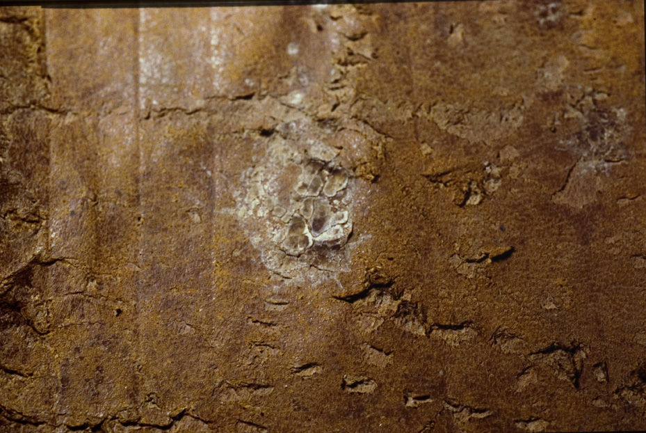 Manoscritto musicale a. 1770. Procida, Biblioteca dell'Abbazia di San Michele Arcangelo
icpal_07837
Keywords: 1185/1987, 1185.2/1987, Procida Abbazia S. Michele Arcangelo Manoscritto musicale a. 1770, Procida Abbazia S. Michele Arcangelo