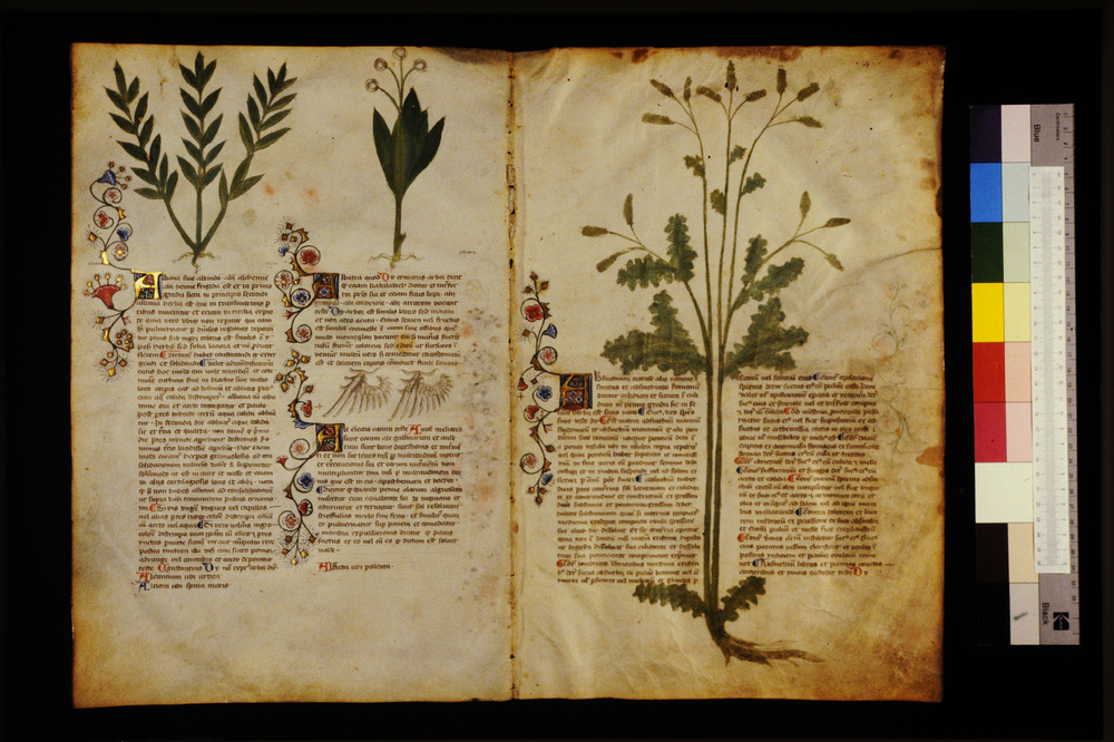 Roma, Biblioteca Casanatense, Ms. 459
icpal_29514
Keywords: Casanatense Ms. 459, Casanatense