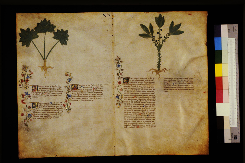Roma, Biblioteca Casanatense, Ms. 459
icpal_29516
Keywords: Casanatense Ms. 459, Casanatense
