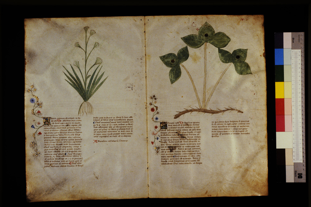 Roma, Biblioteca Casanatense, Ms. 459
icpal_29517
Keywords: Casanatense Ms. 459, Casanatense
