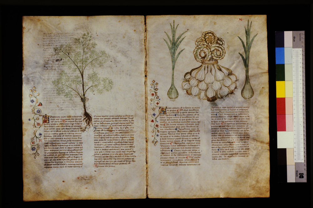 Roma, Biblioteca Casanatense, Ms. 459
icpal_29523
Keywords: Casanatense Ms. 459, Casanatense