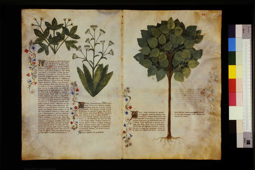 Roma, Biblioteca Casanatense, Ms. 459
icpal_29524
Keywords: Casanatense Ms. 459, Casanatense