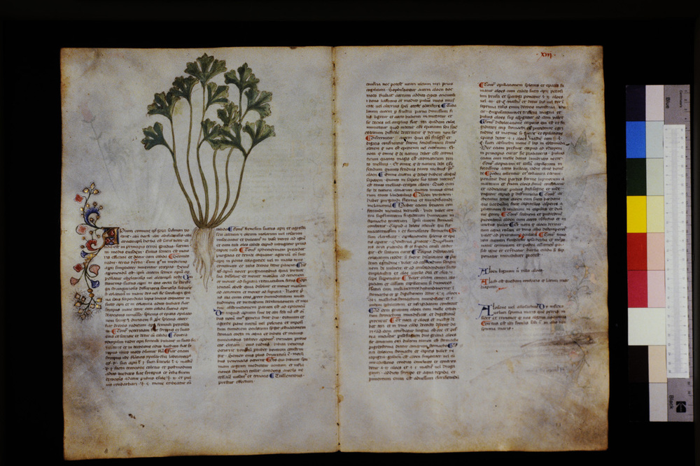 Roma, Biblioteca Casanatense, Ms. 459
icpal_29525
Keywords: Casanatense Ms. 459, Casanatense