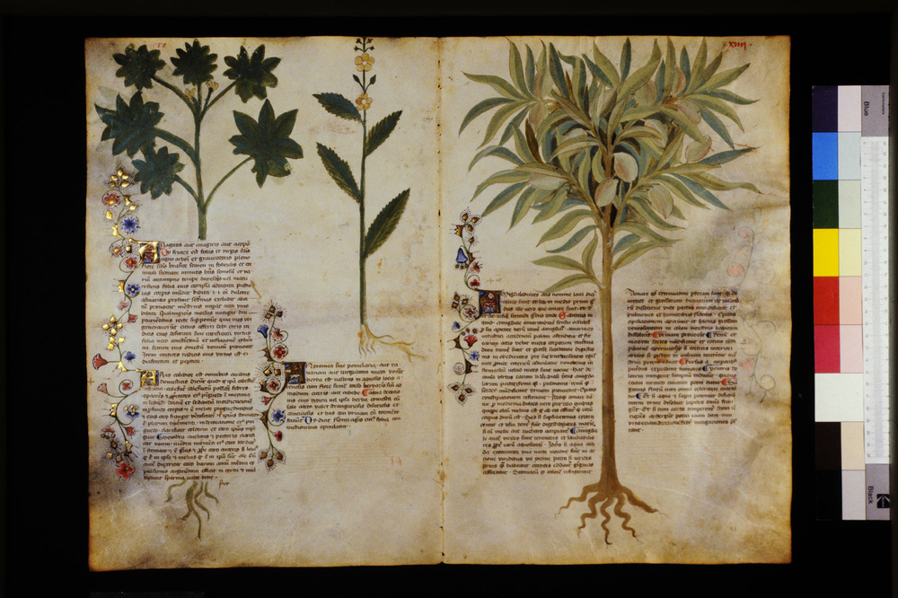 Roma, Biblioteca Casanatense, Ms. 459
icpal_29526
Keywords: Casanatense Ms. 459, Casanatense