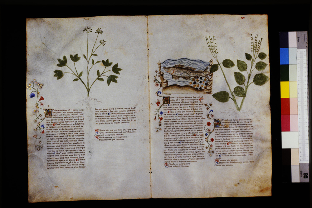 Roma, Biblioteca Casanatense, Ms. 459
icpal_29527
Keywords: Casanatense Ms. 459, Casanatense