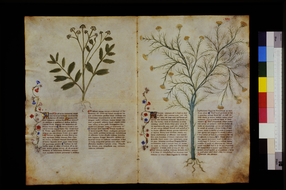 Roma, Biblioteca Casanatense, Ms. 459
icpal_29528
Keywords: Casanatense Ms. 459, Casanatense