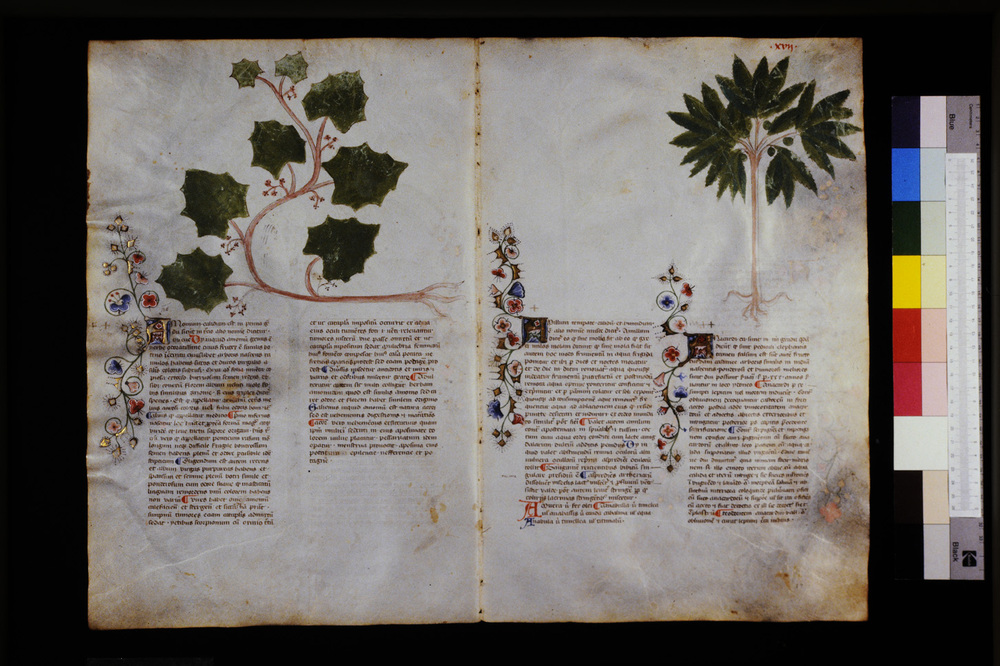 Roma, Biblioteca Casanatense, Ms. 459
icpal_29529
Keywords: Casanatense Ms. 459, Casanatense