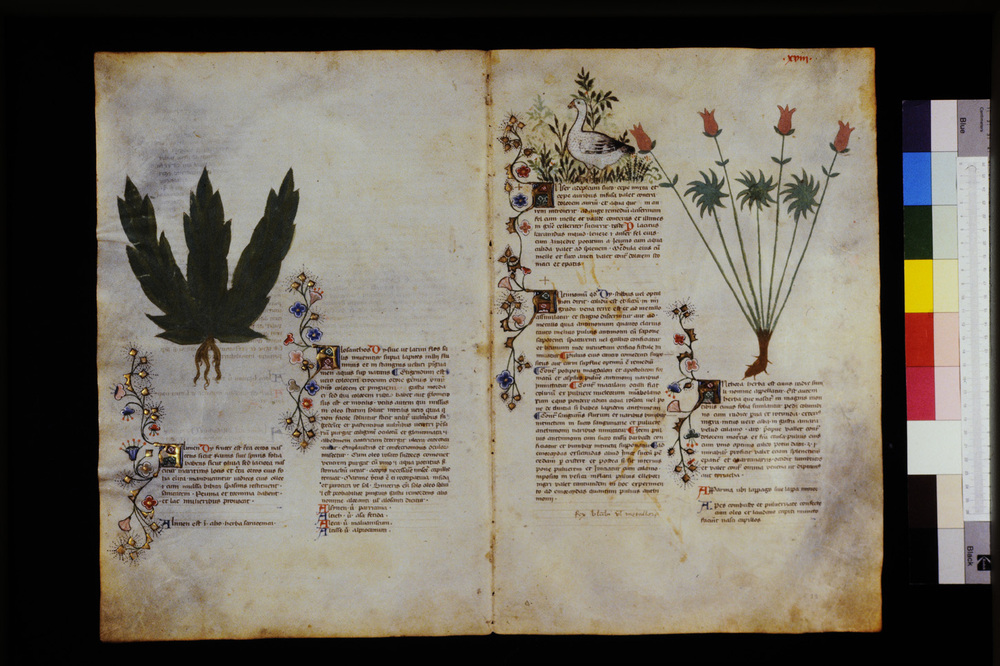 Roma, Biblioteca Casanatense, Ms. 459
icpal_29530
Keywords: Casanatense Ms. 459, Casanatense