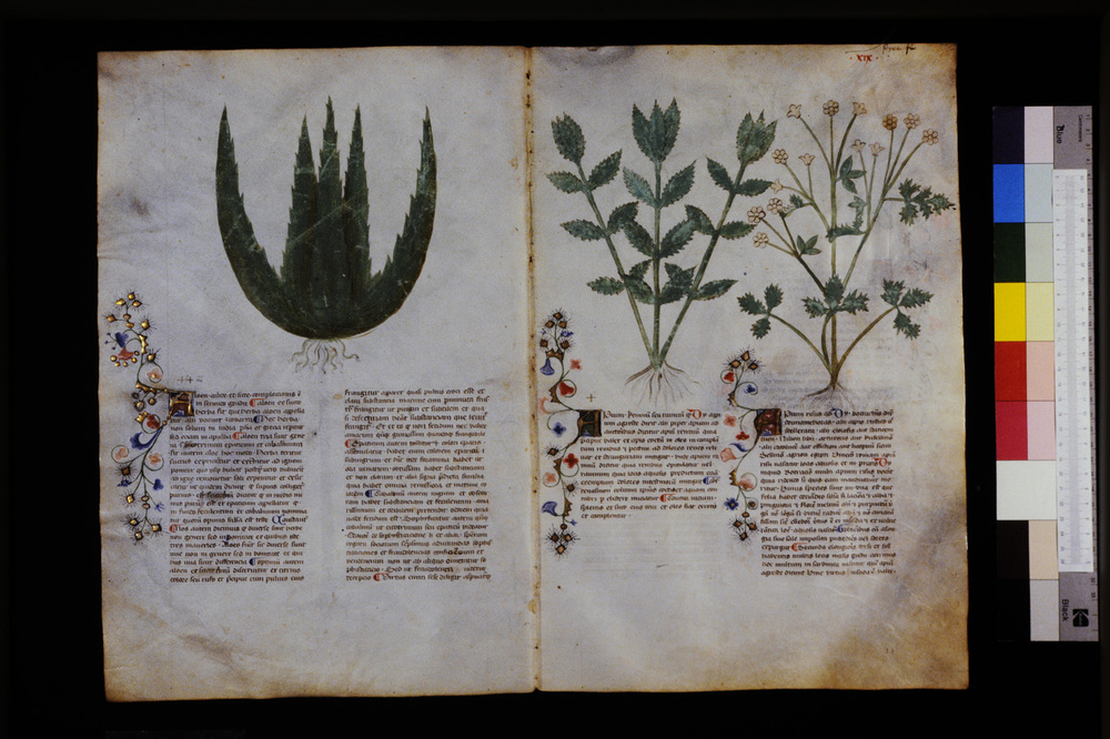Roma, Biblioteca Casanatense, Ms. 459
icpal_29531
Keywords: Casanatense Ms. 459, Casanatense