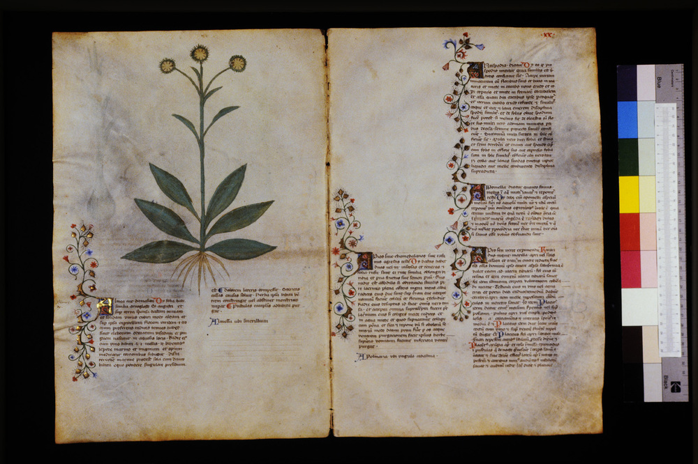 Roma, Biblioteca Casanatense, Ms. 459
icpal_29532
Keywords: Casanatense Ms. 459, Casanatense