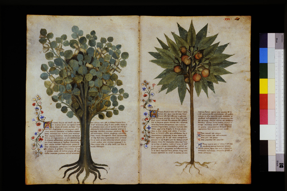 Roma, Biblioteca Casanatense, Ms. 459
icpal_29534
Keywords: Casanatense Ms. 459, Casanatense