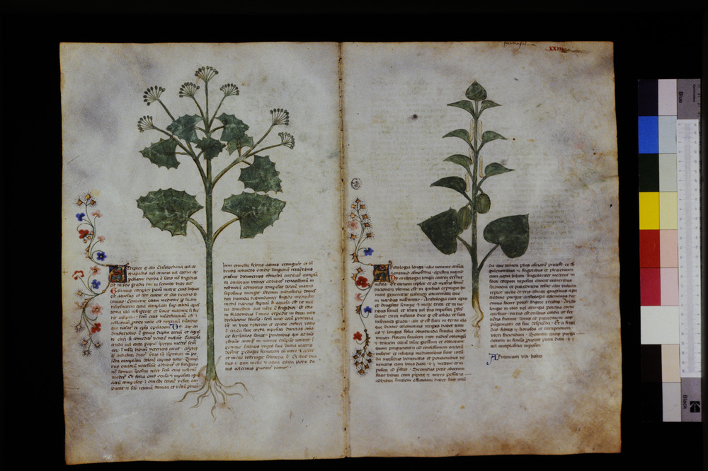 Roma, Biblioteca Casanatense, Ms. 459
icpal_29535
Keywords: Casanatense Ms. 459, Casanatense