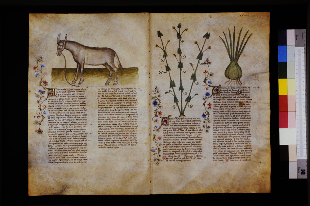 Roma, Biblioteca Casanatense, Ms. 459
icpal_29536
Keywords: Casanatense Ms. 459, Casanatense