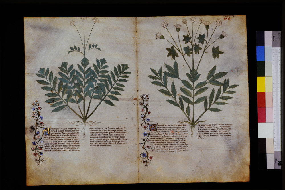 Roma, Biblioteca Casanatense, Ms. 459
icpal_29538
Keywords: Casanatense Ms. 459, Casanatense