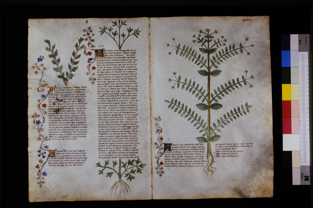 Roma, Biblioteca Casanatense, Ms. 459
icpal_29539
Keywords: Casanatense Ms. 459, Casanatense