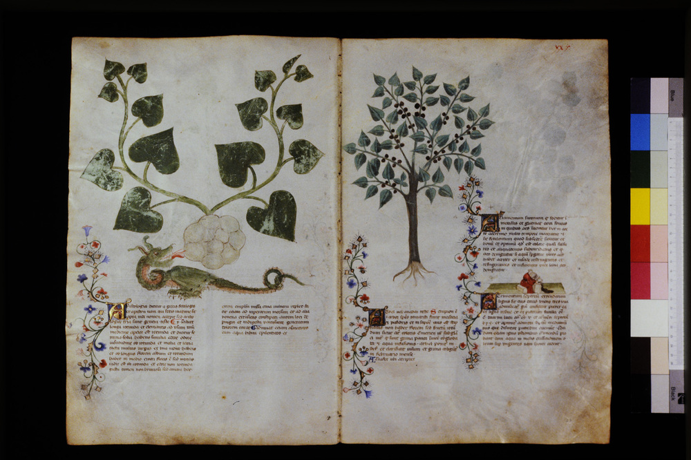 Roma, Biblioteca Casanatense, Ms. 459
icpal_29541
Keywords: Casanatense Ms. 459, Casanatense