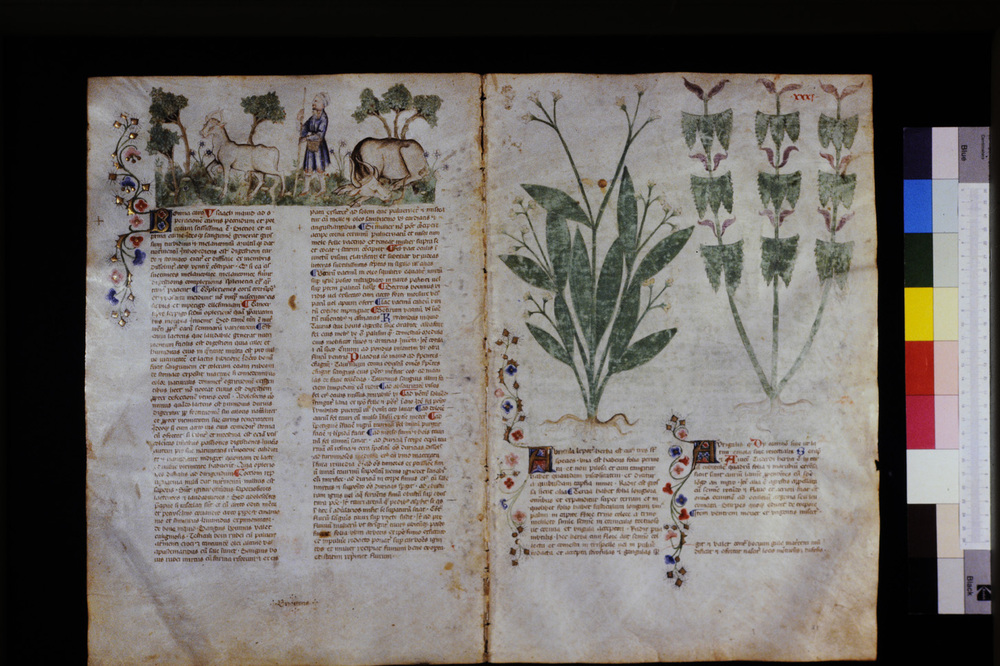 Roma, Biblioteca Casanatense, Ms. 459
icpal_29543
Keywords: Casanatense Ms. 459, Casanatense