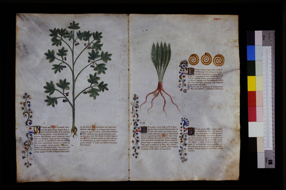 Roma, Biblioteca Casanatense, Ms. 459
icpal_29547
Keywords: Casanatense Ms. 459, Casanatense