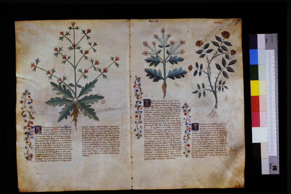Roma, Biblioteca Casanatense, Ms. 459
icpal_29548
Keywords: Casanatense Ms. 459, Casanatense