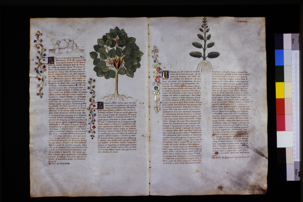 Roma, Biblioteca Casanatense, Ms. 459
icpal_29549
Keywords: Casanatense Ms. 459, Casanatense