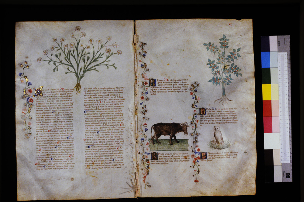 Roma, Biblioteca Casanatense, Ms. 459
icpal_29553
Keywords: Casanatense Ms. 459, Casanatense