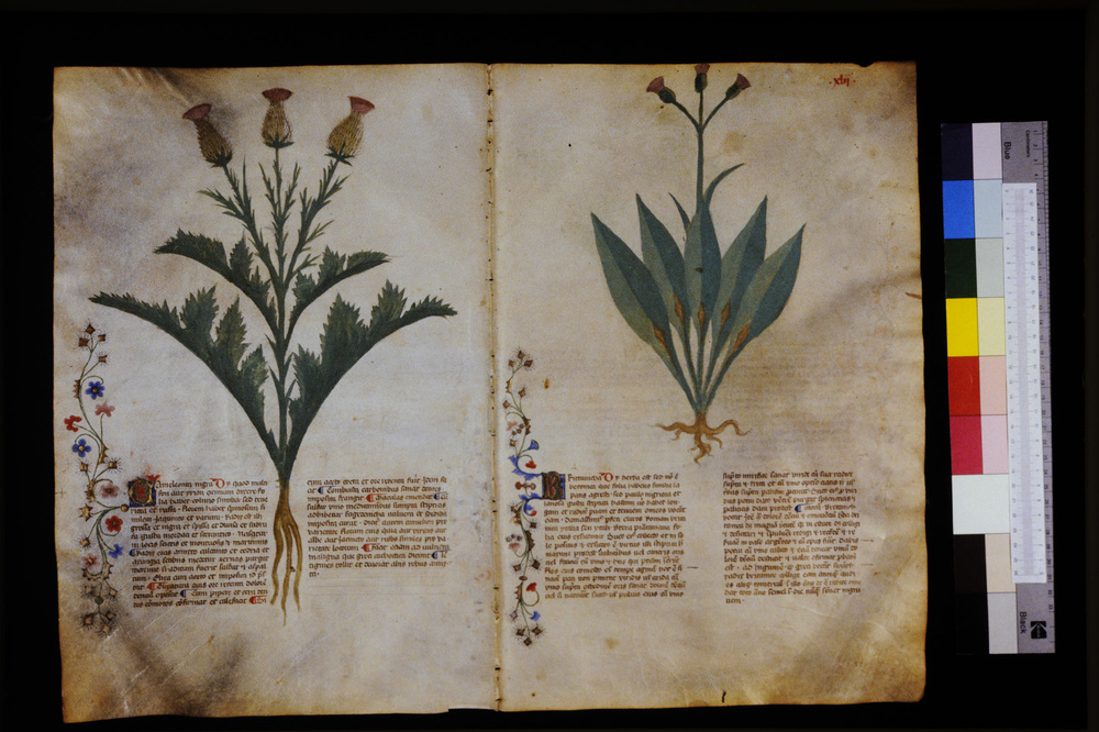 Roma, Biblioteca Casanatense, Ms. 459
icpal_29554
Keywords: Casanatense Ms. 459, Casanatense