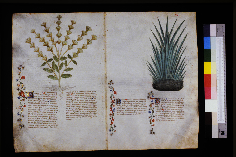 Roma, Biblioteca Casanatense, Ms. 459
icpal_29555
Keywords: Casanatense Ms. 459, Casanatense