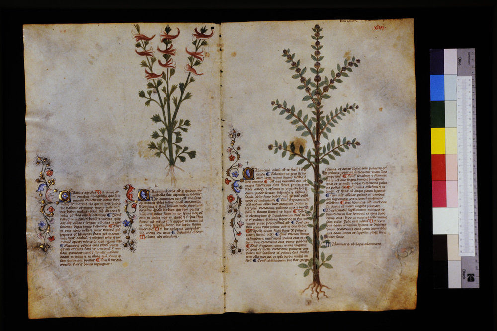 Roma, Biblioteca Casanatense, Ms. 459
icpal_29558
Keywords: Casanatense Ms. 459, Casanatense