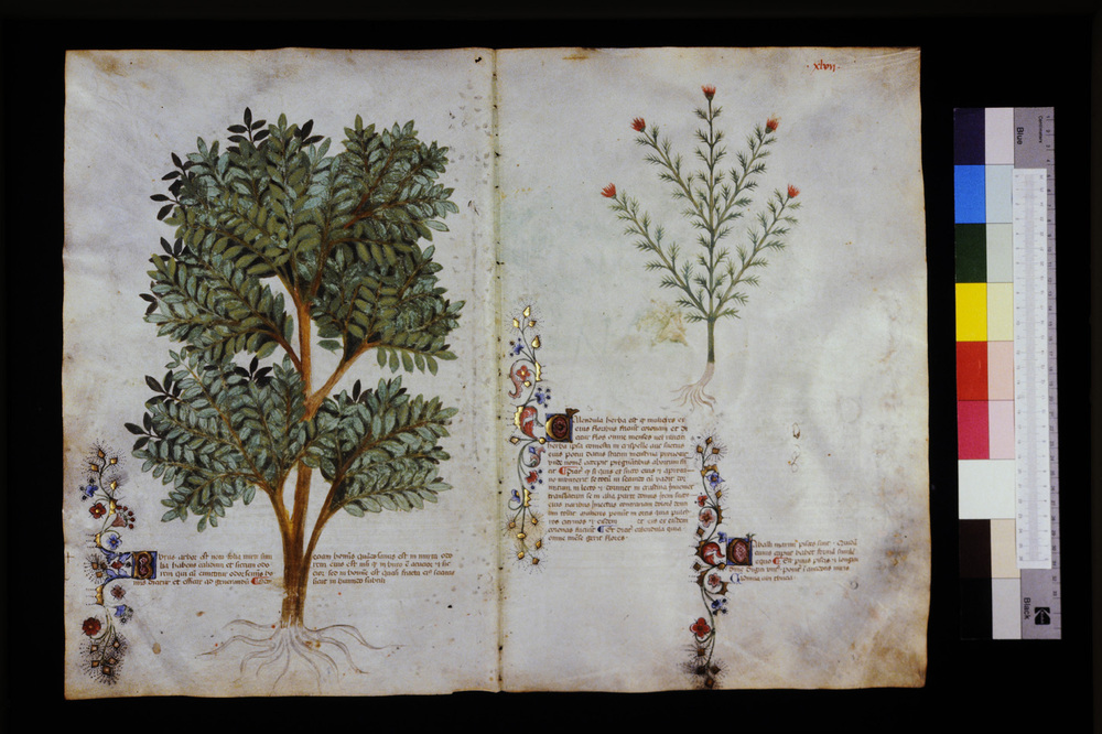 Roma, Biblioteca Casanatense, Ms. 459
icpal_29559
Keywords: Casanatense Ms. 459, Casanatense