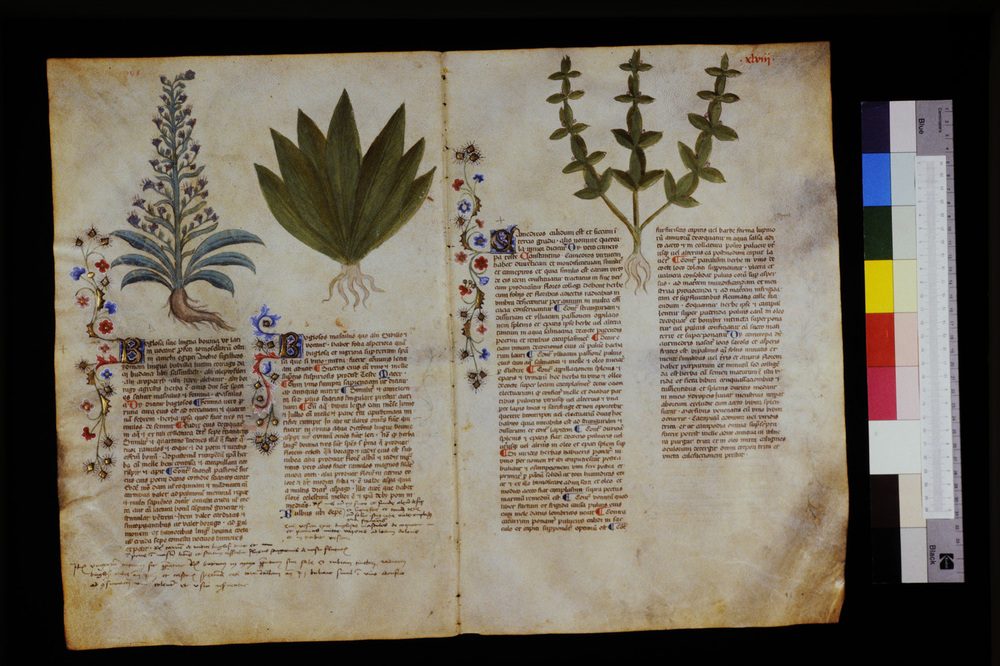 Roma, Biblioteca Casanatense, Ms. 459
icpal_29560
Keywords: Casanatense Ms. 459, Casanatense