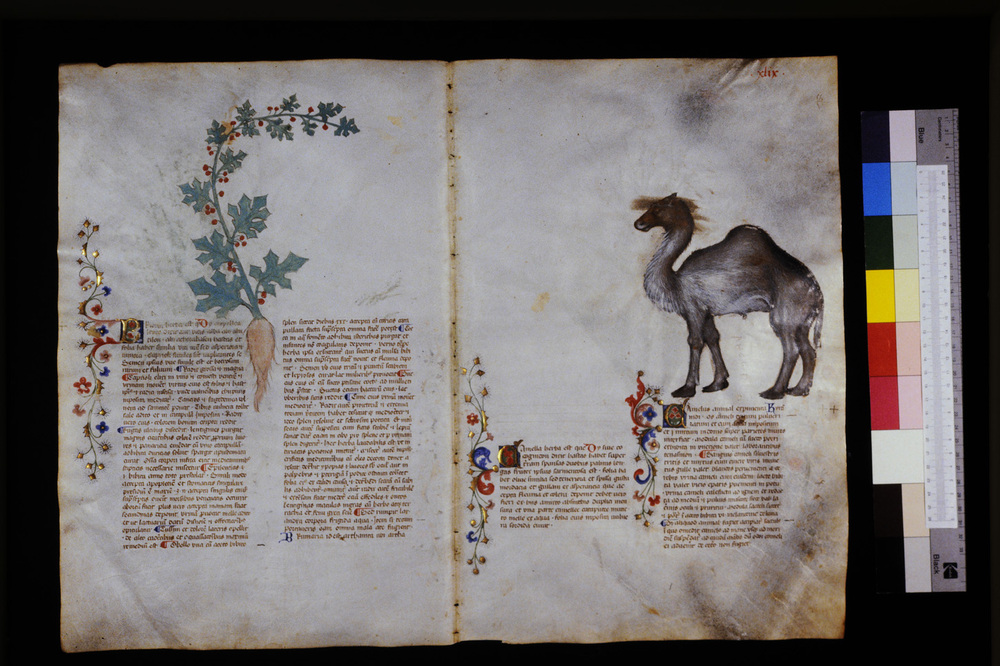 Roma, Biblioteca Casanatense, Ms. 459
icpal_29561
Keywords: Casanatense Ms. 459, Casanatense