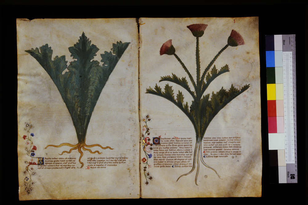 Roma, Biblioteca Casanatense, Ms. 459
icpal_29562
Keywords: Casanatense Ms. 459, Casanatense