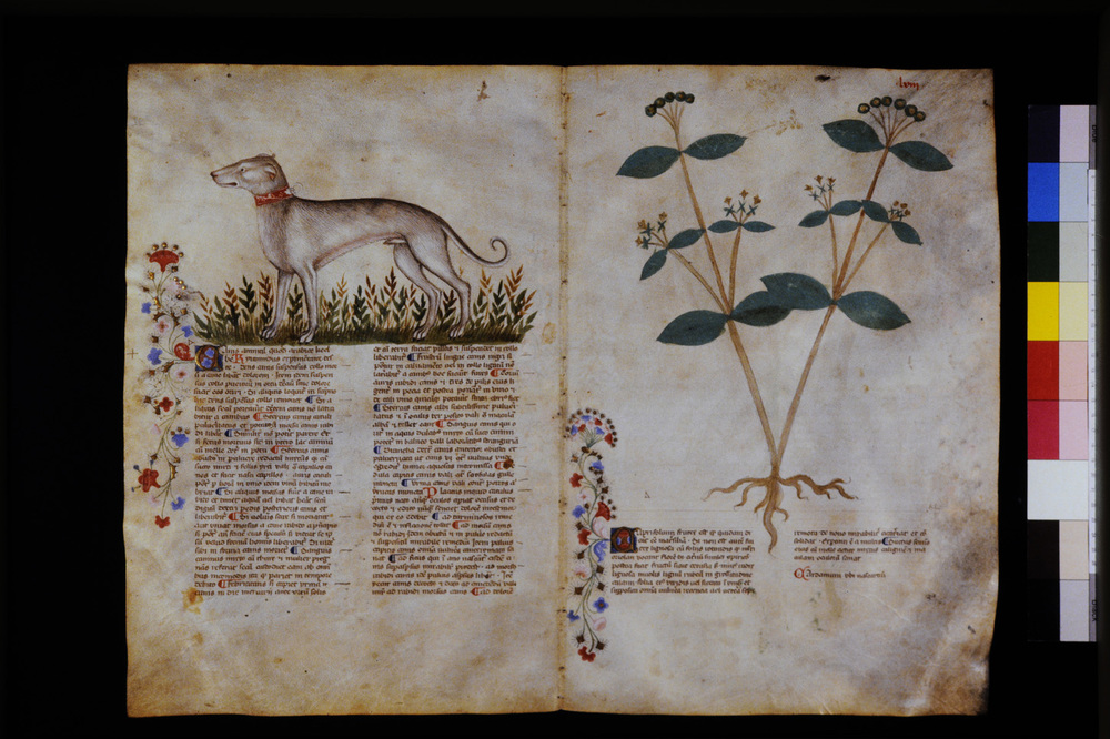 Roma, Biblioteca Casanatense, Ms. 459
icpal_29568
Keywords: Casanatense Ms. 459, Casanatense