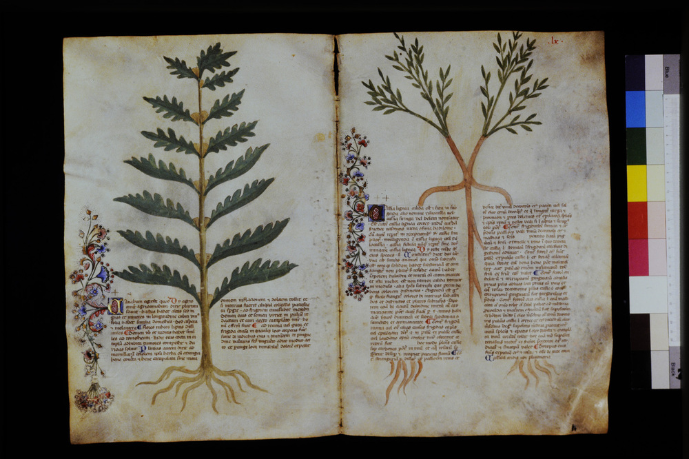 Roma, Biblioteca Casanatense, Ms. 459
icpal_29570
Keywords: Casanatense Ms. 459, Casanatense