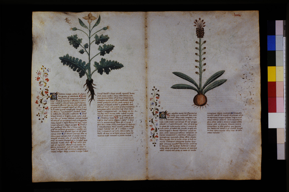 Roma, Biblioteca Casanatense, Ms. 459
icpal_29577
Keywords: Casanatense Ms. 459, Casanatense