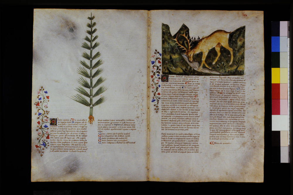 Roma, Biblioteca Casanatense, Ms. 459
icpal_29579
Keywords: Casanatense Ms. 459, Casanatense