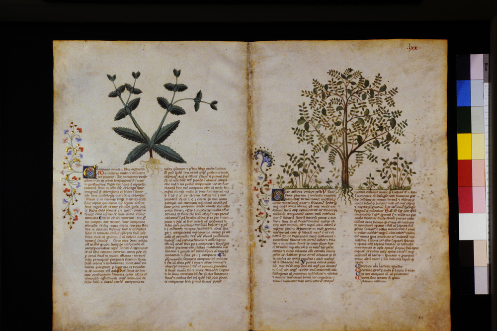 Roma, Biblioteca Casanatense, Ms. 459
icpal_29580
Keywords: Casanatense Ms. 459, Casanatense