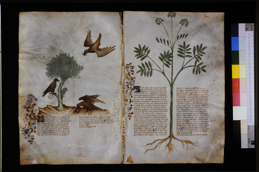 Roma, Biblioteca Casanatense, Ms. 459
icpal_29581
Keywords: Casanatense Ms. 459, Casanatense