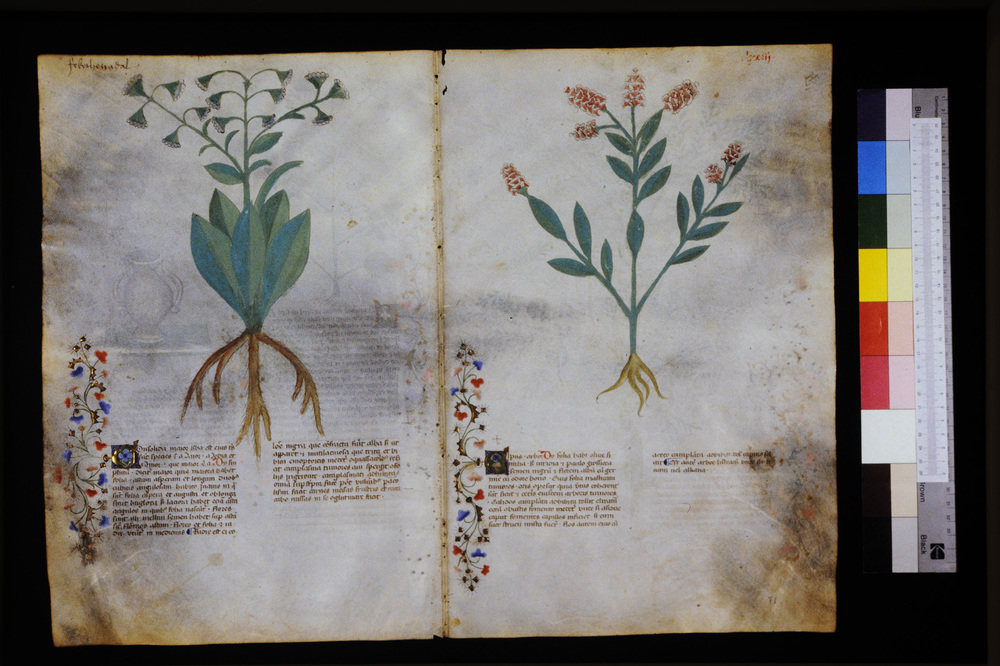 Roma, Biblioteca Casanatense, Ms. 459
icpal_29583
Keywords: Casanatense Ms. 459, Casanatense