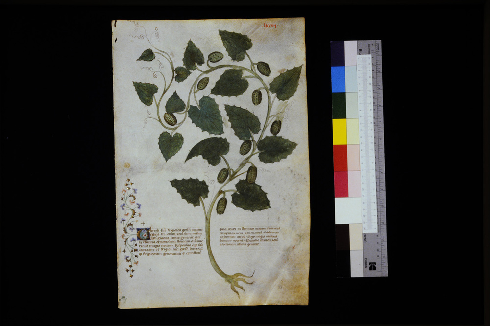 Roma, Biblioteca Casanatense, Ms. 459
icpal_29584
Keywords: Casanatense Ms. 459, Casanatense